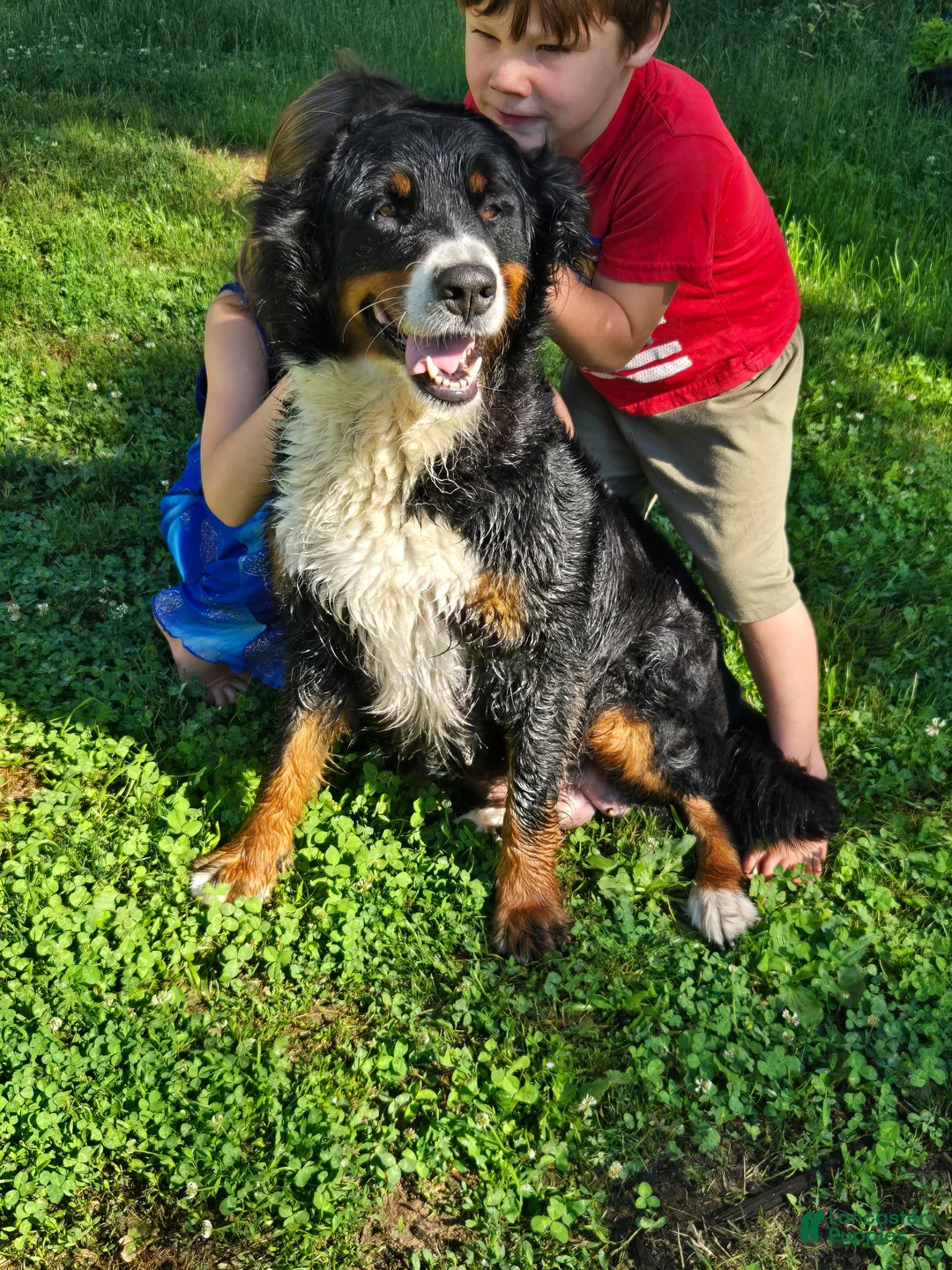 Mixed Breed dogs for sale: Sir Barks - Ad 2