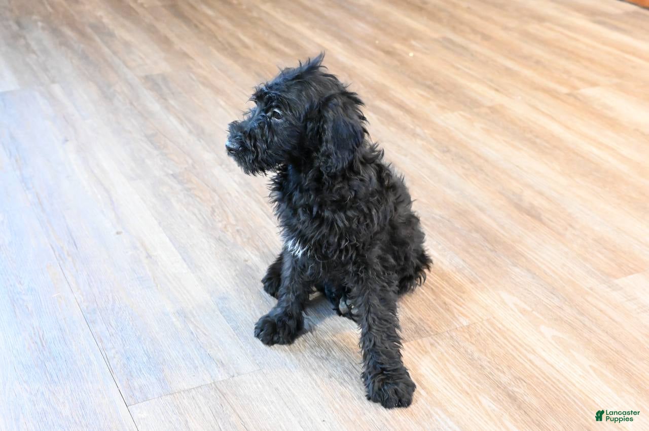 Mixed Breed dogs Daisy - Ad 2