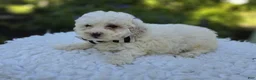 Miniature Poodle dogs for sale: Dillon - Ad 3
