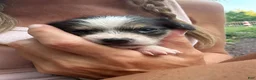 Mixed Breed dogs for sale: Mixed Breed 3 - Ad 3