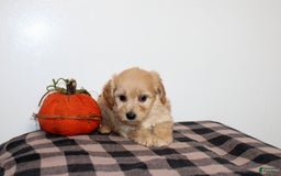 Mini Goldendoodle dogs for sale: Draylen - Image 2