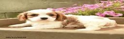 Cavalier King Charles Spaniel dogs for sale: Ford - Ad 3
