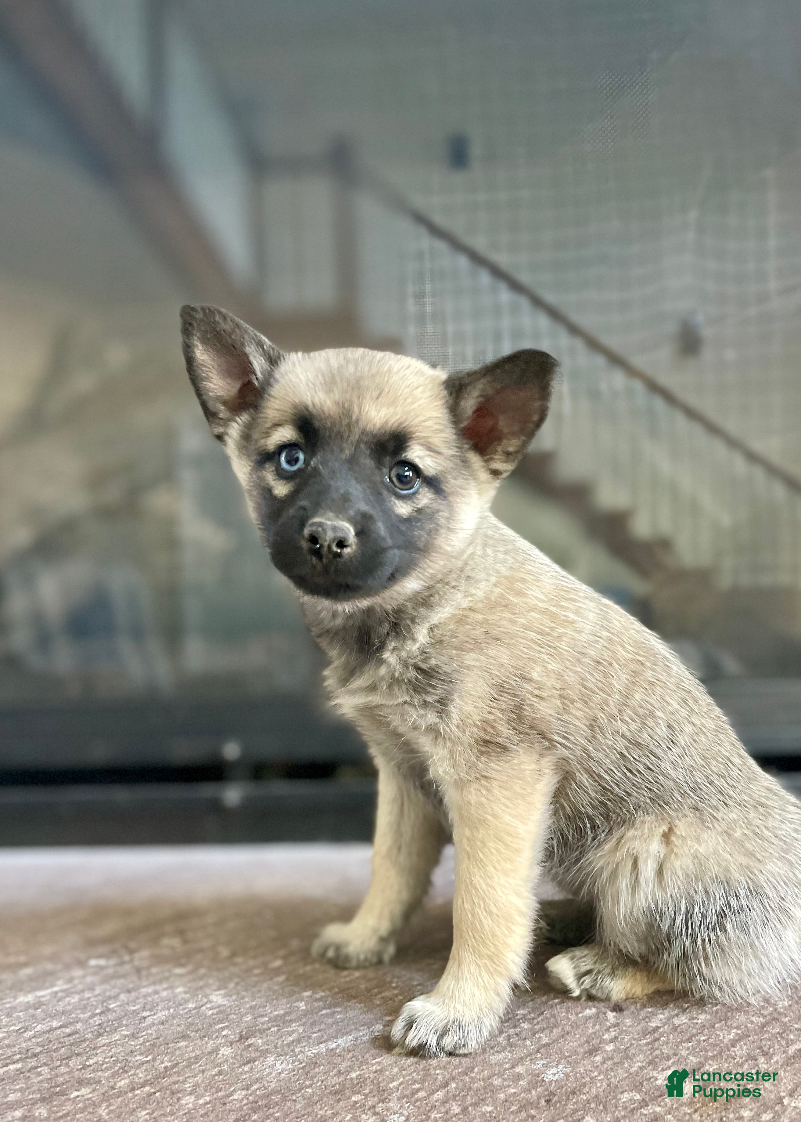 Pomsky dogs Coco - Ad 2