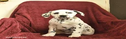 Dalmatian dogs for sale: Samantha  - Ad 2