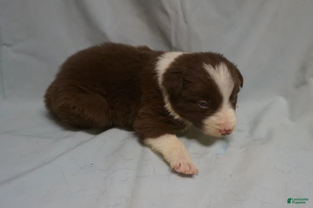 Border Collie dogs for sale: Royce,   Puppy 5 - Ad 4