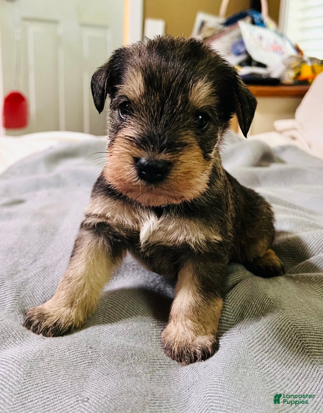 Schnauzer Mix Wheaten Mini Schnauzer Rare Wheaten Schnauzer