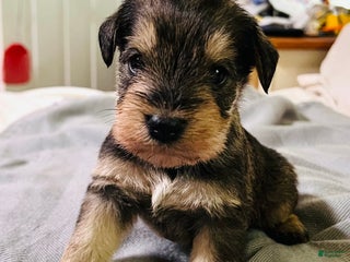 Miniature Schnauzer dogs - Ad 1