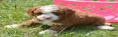 Callie Cavapoo 3