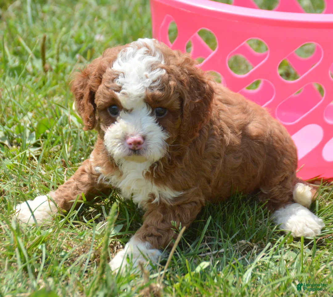 Cavapoo dogs for sale: Callie Cavapoo 3 - Ad 1