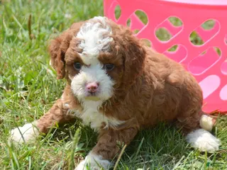 Cavapoo dogs Callie Cavapoo 3 - Ad 5