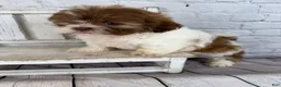 Shih Tzu dogs for sale: Chip - Ad 4