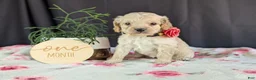 Cockapoo dogs for sale: Abby - Ad 3