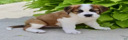 Saint Bernard dogs for sale: Annabelle - Ad 4