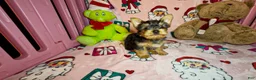 Yorkshire Terrier dogs for sale: Teddie  - Ad 6