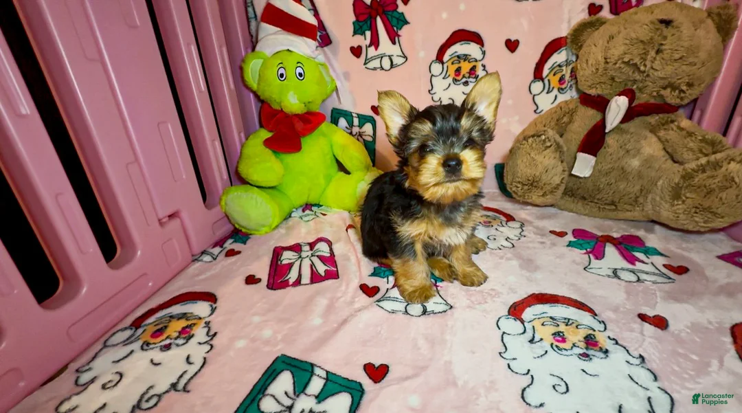 Yorkshire Terrier dogs for sale: Teddie  - Ad 6