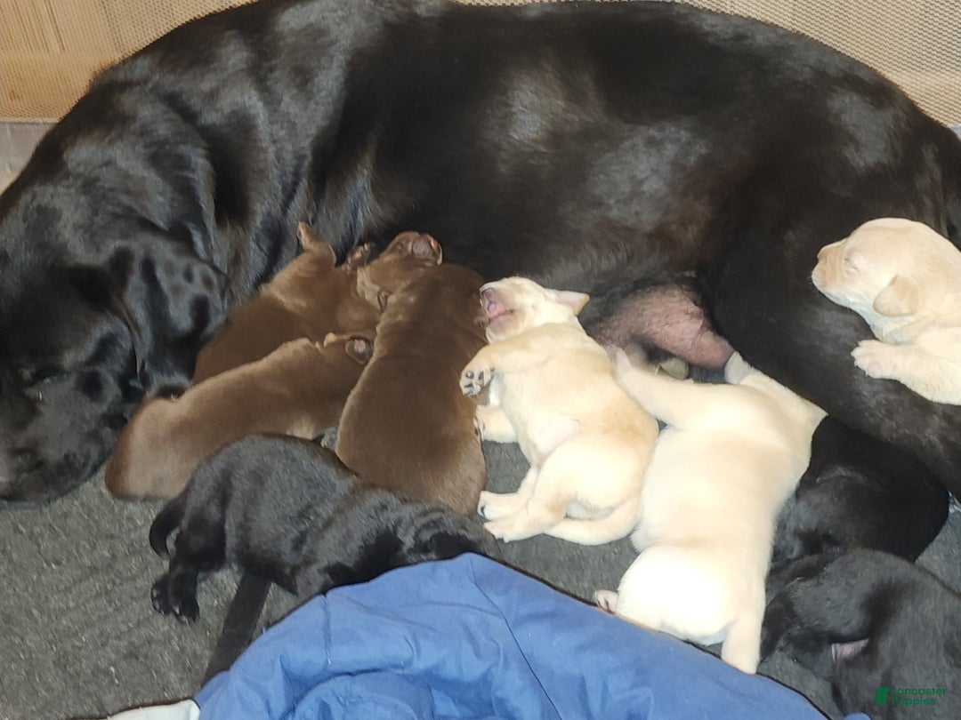 Labrador Retriever dogs for sale: Daisy - Ad 5