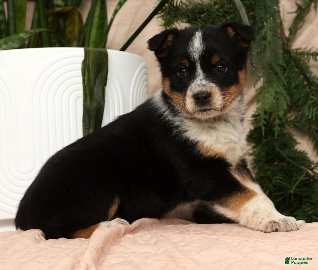 Australian Shepherd dogs for sale: Stella - Ad 8