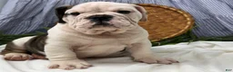 English Bulldog dogs for sale: Sawyer - Ad 2