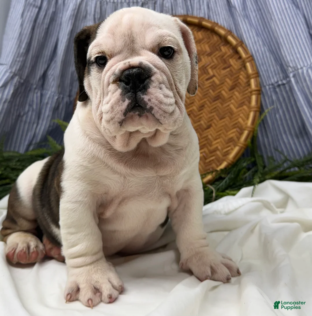 English Bulldog dogs for sale: Sawyer - Ad 2