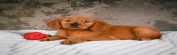 Golden Retriever dogs for sale: Penny - Ad 3