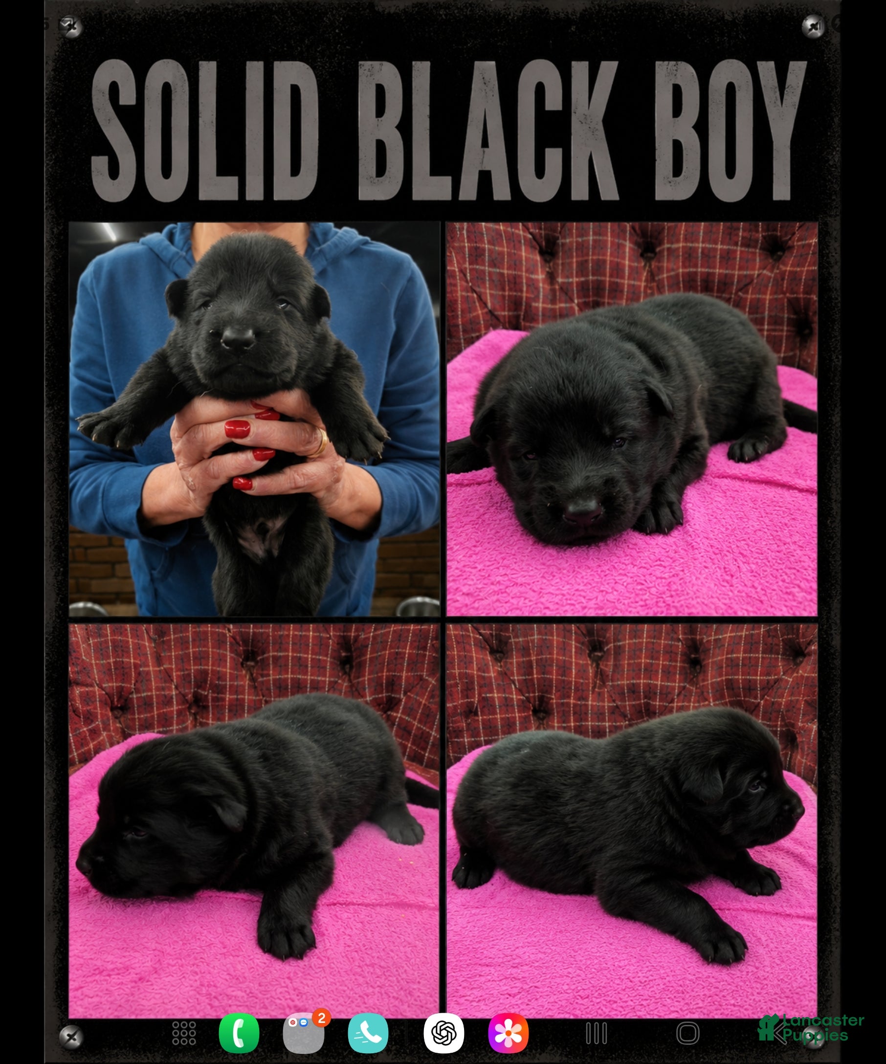 German Shepherd dogs for sale: German Shepherd Puppy 1 - Ad 1