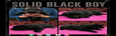 German Shepherd Puppy 1