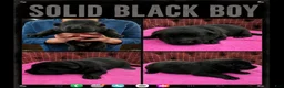 German Shepherd dogs for sale: German Shepherd Puppy 1 - Ad 1