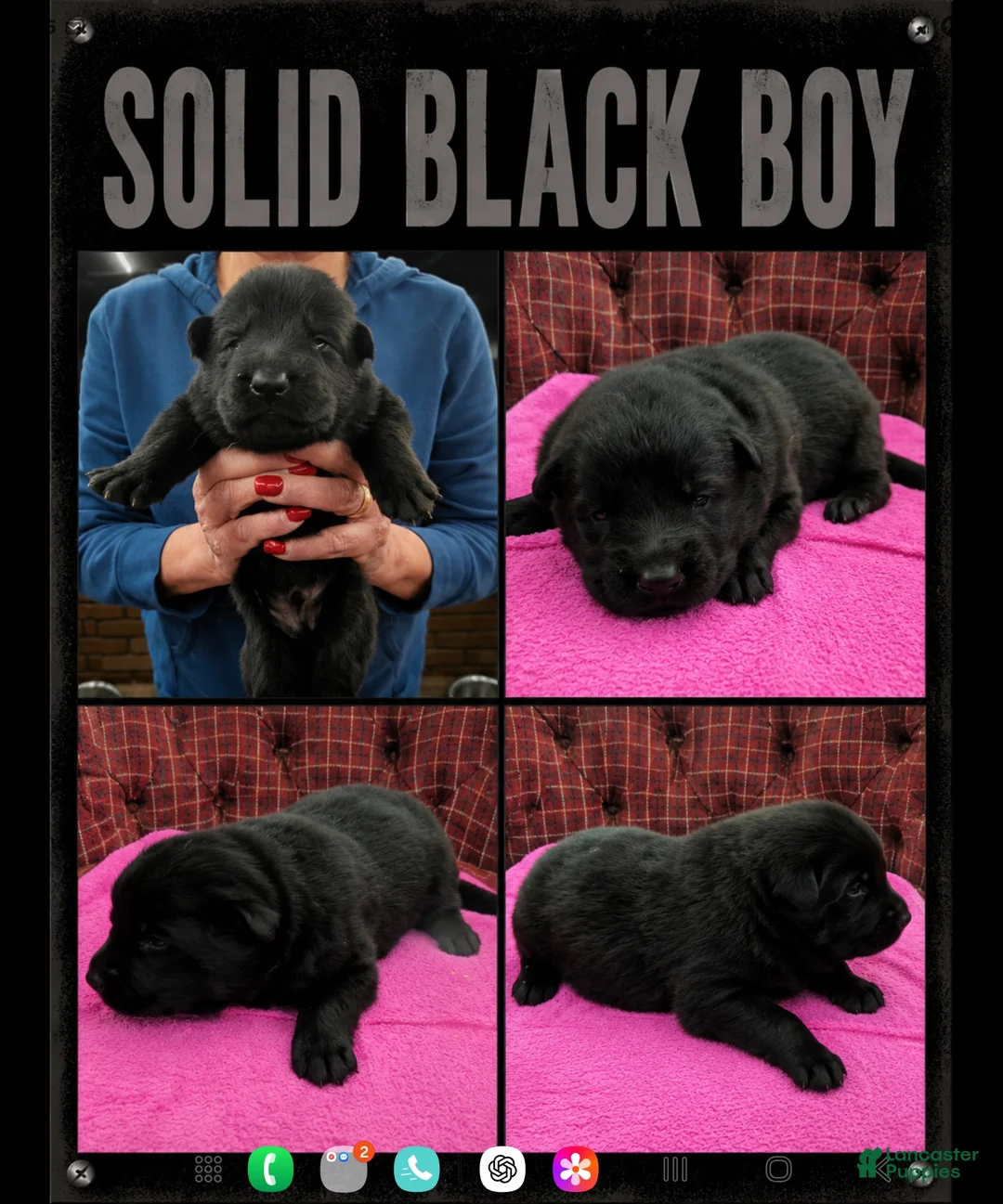 German Shepherd dogs for sale: German Shepherd Puppy 1 - Ad 1