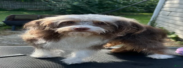 Dumplin
