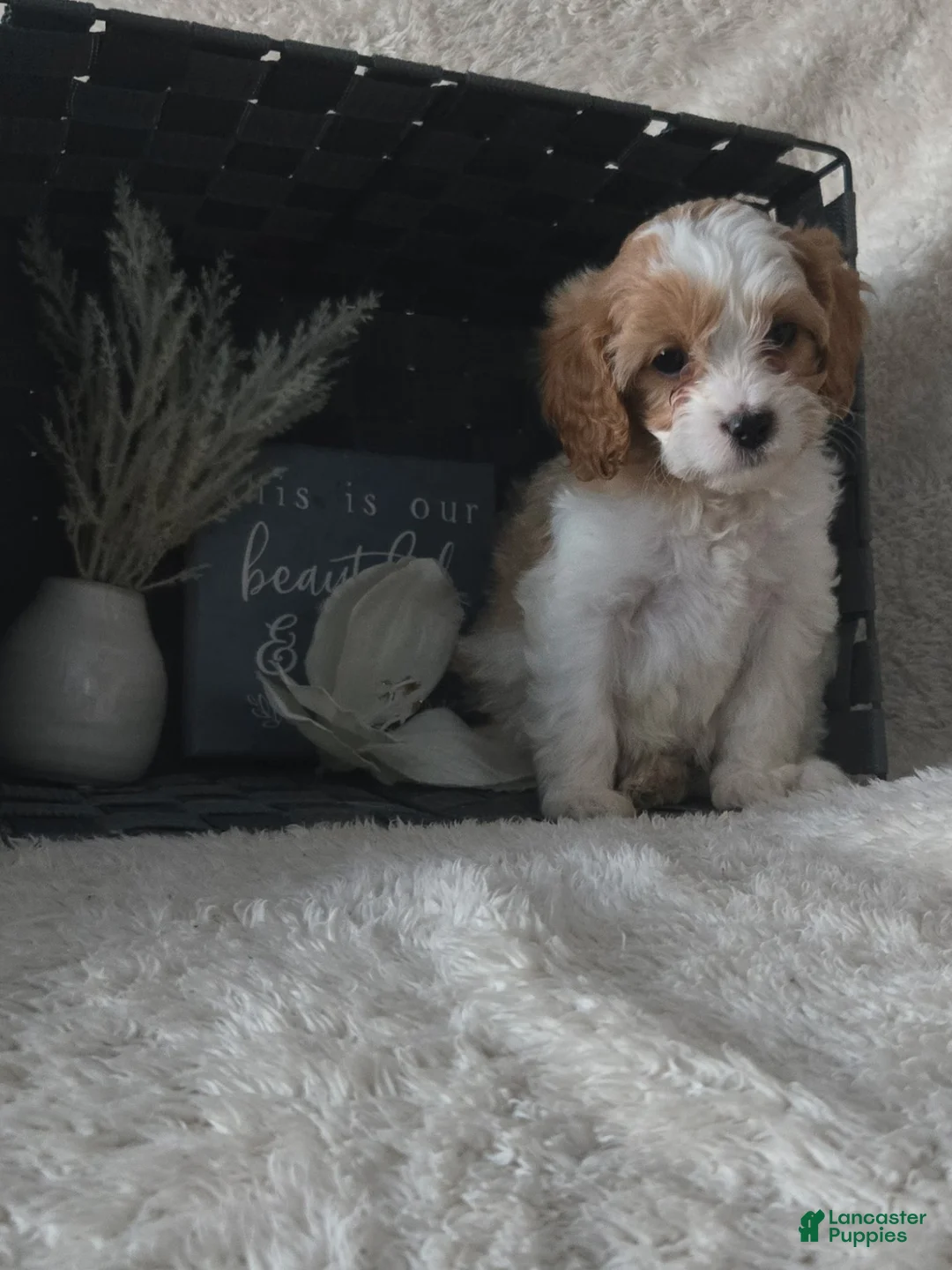 Cavapoo dogs for sale: Roscoe - Ad 4