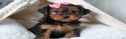 Yorkshire Terrier dogs for sale: CASSIE - Ad 4