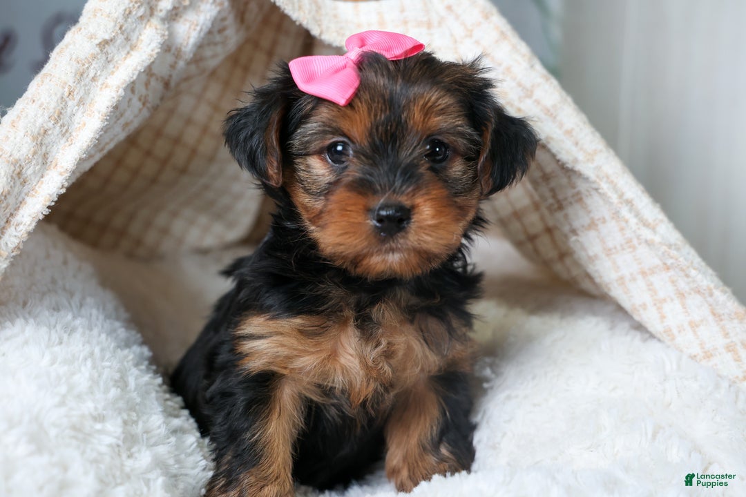 Yorkshire Terrier dogs for sale: CASSIE - Ad 4