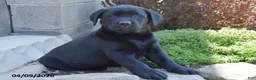 Labrador Retriever dogs for sale: Makiah - Ad 1