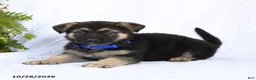 German Shepherd dogs for sale: Raven - Ad 4