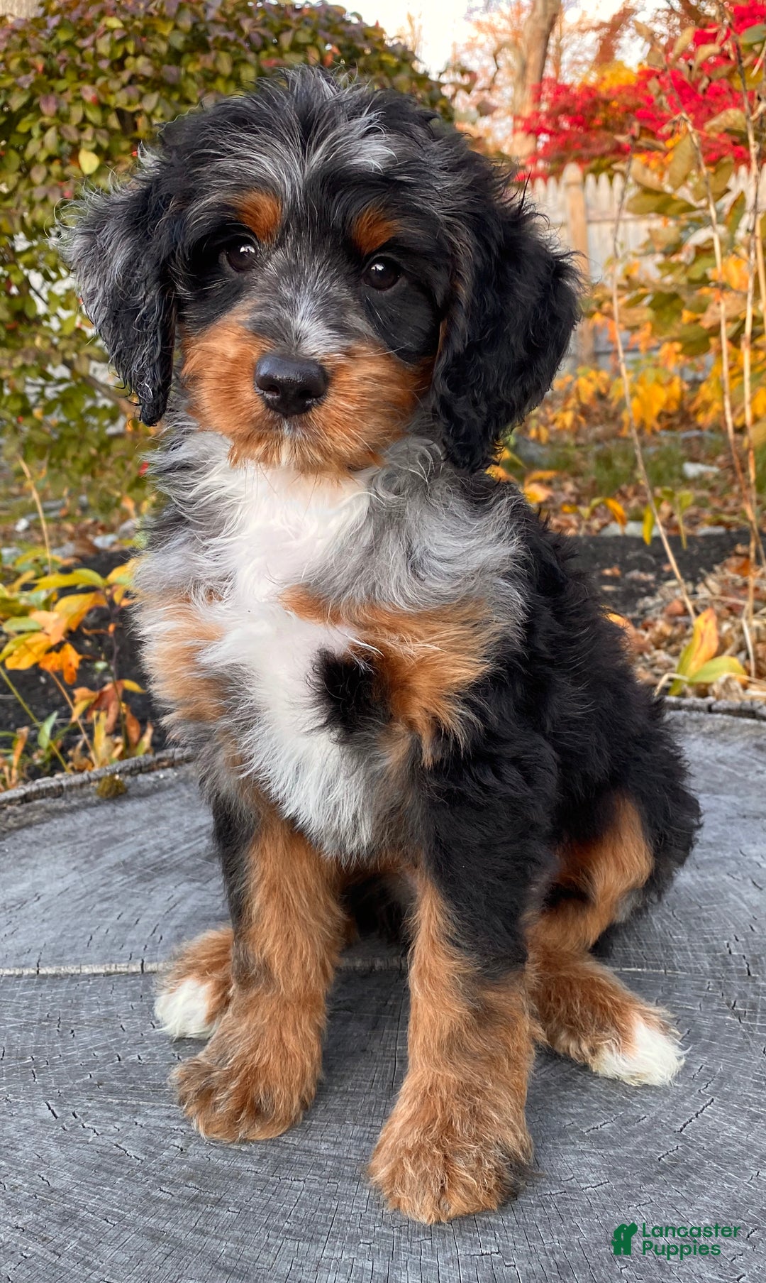 Mini Bernedoodle dogs for sale: 💛 IN BOSTON MASSACHUSETTS AREA 💛 UNIQUE COLOR & COAT COMBINATION 💛 MINI BERNEDOODLE 💛 - Ad 6