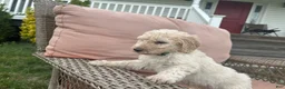 Goldendoodle dogs for sale: Goldendoodle Puppy 1 - Ad 1