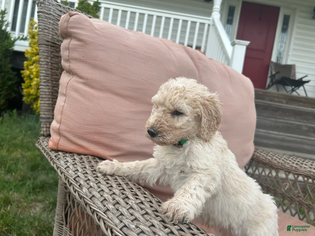 Goldendoodle dogs for sale: Goldendoodle Puppy 1 - Ad 1