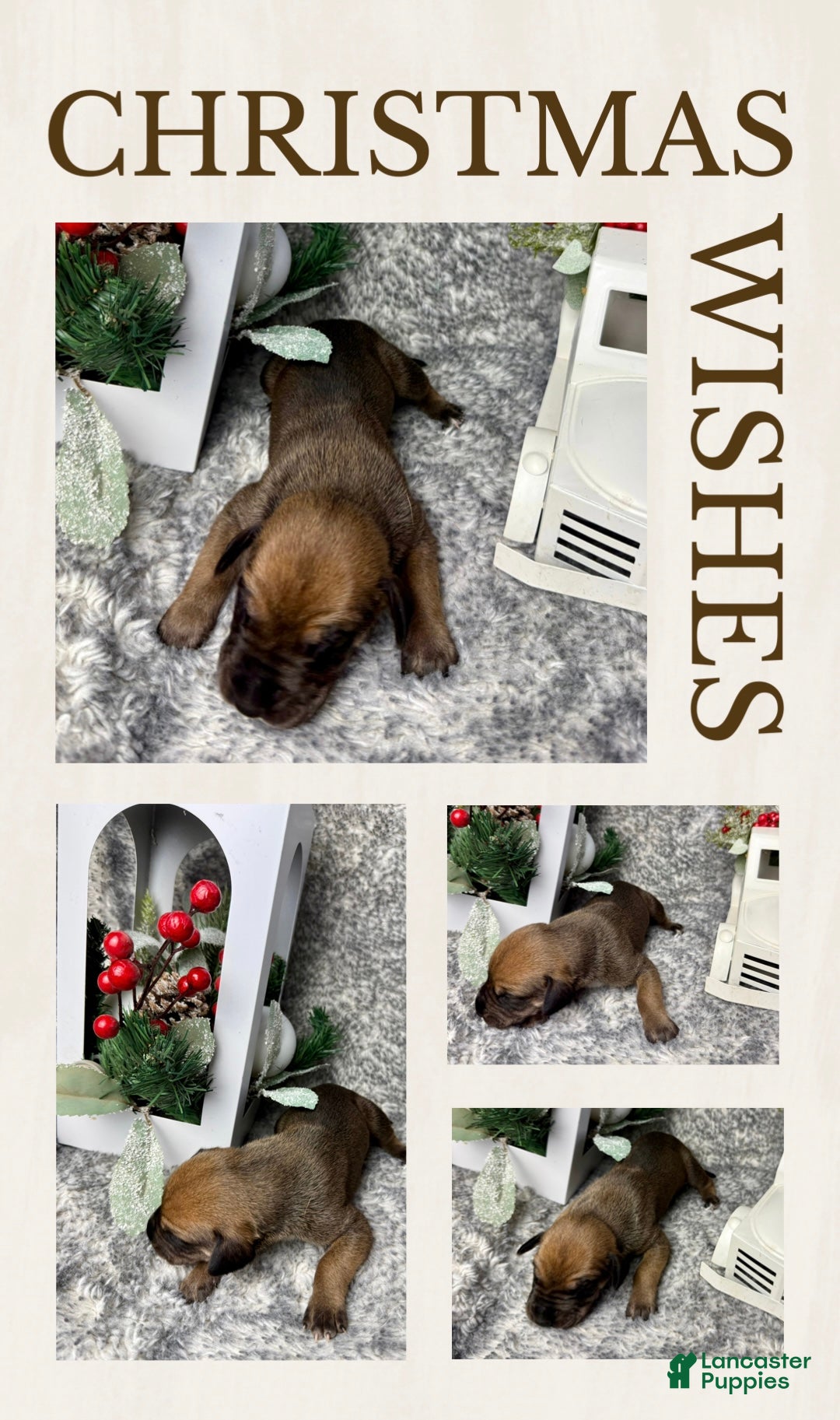 Great Dane dogs for sale: Professor Snape - Ad 1