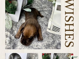 Great Dane dogs Professor Snape - Ad 31