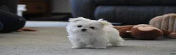 Maltese dogs for sale: Tiny - Ad 11