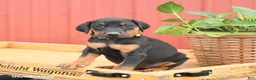 Doberman Pinscher dogs for sale: Raven - Ad 2