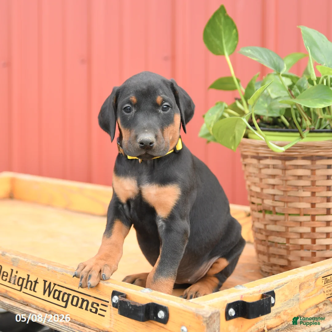 Doberman Pinscher dogs for sale: Raven - Ad 2