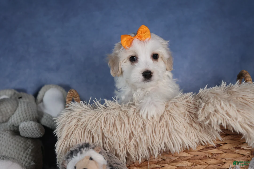 Havapoo dogs for sale: FROSTY - Ad 15