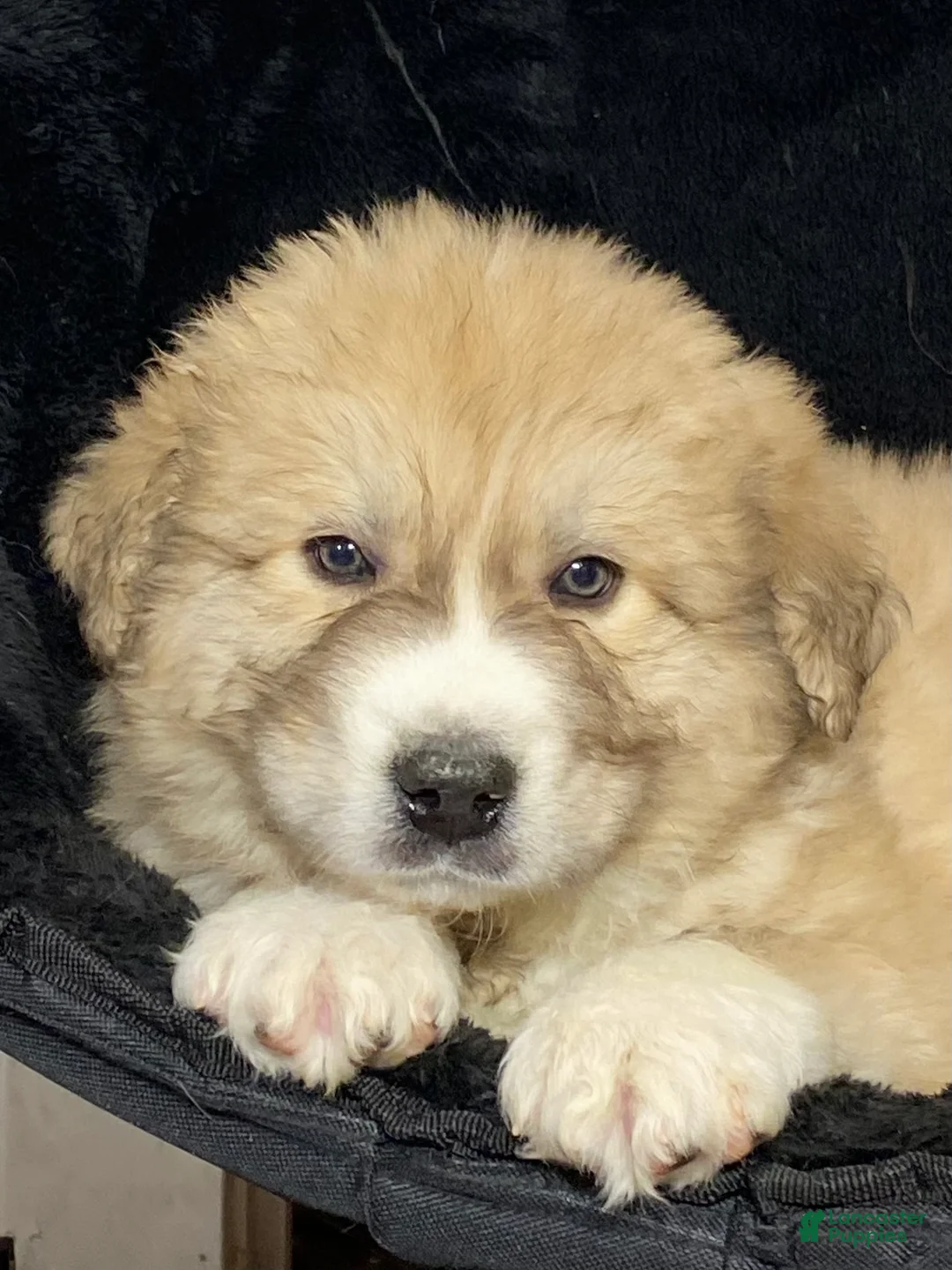 Great Pyrenees dogs for sale: Gilbert - Ad 5