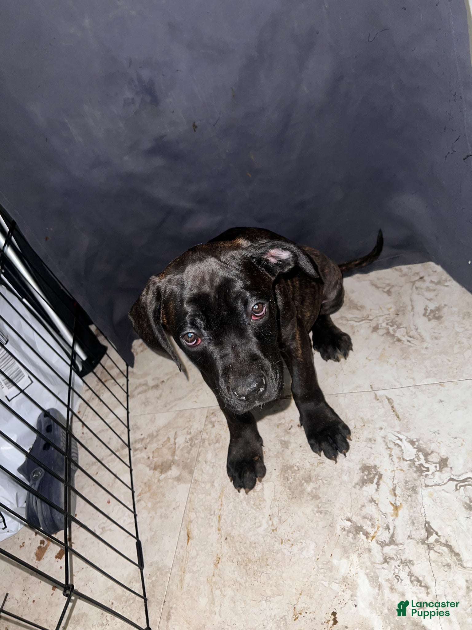 Cane Corso dogs Cane Corso Puppy 1 - Ad 42