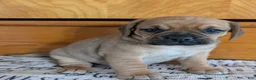 Puggle dogs for sale: Kobe  - Ad 5