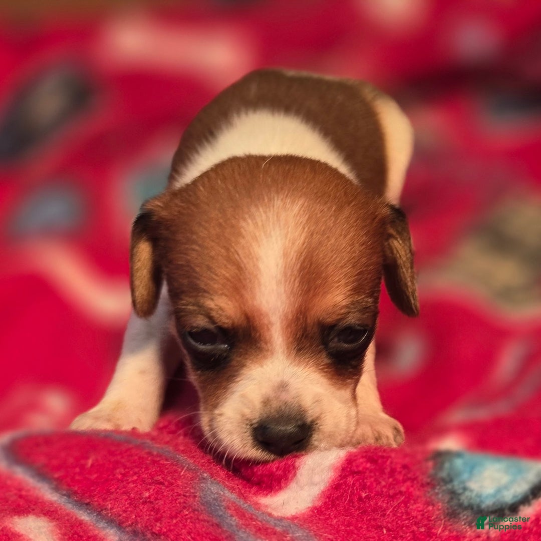 Beagle dogs for sale: Luke Queen Elizabeth Pocket Beagle - Ad 6