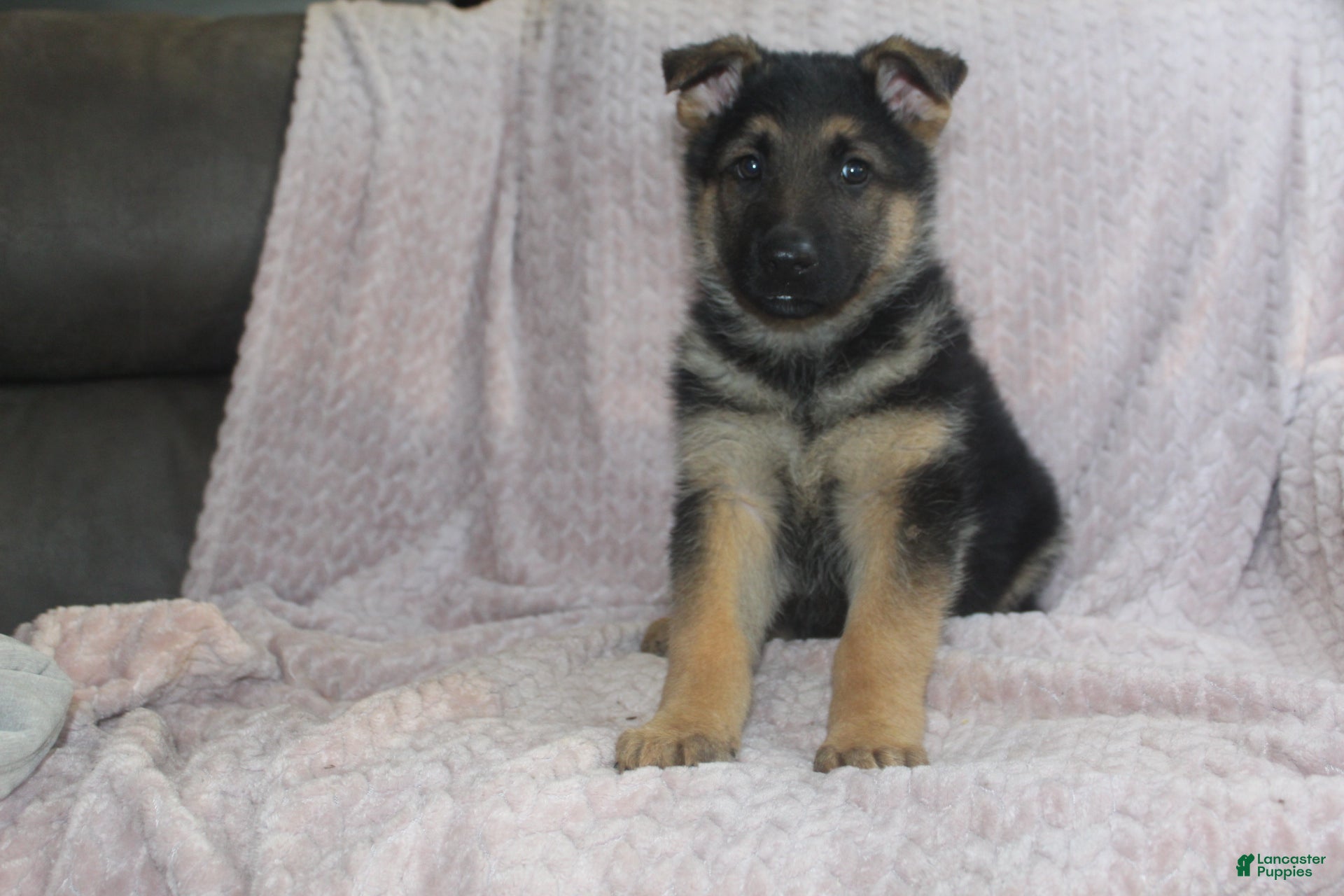 German Shepherd dogs Barney  - Ad 2