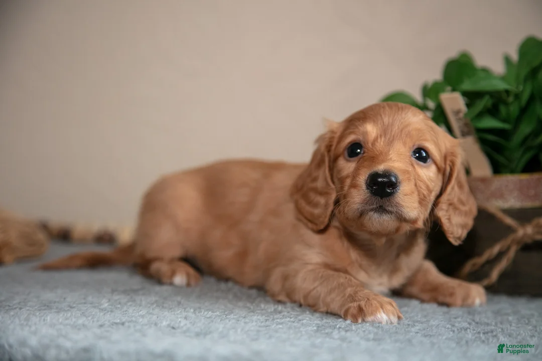 Miniature Dachshund dogs for sale: Patrick - Ad 3
