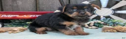Yorkshire Terrier dogs for sale: Clementine - Ad 4